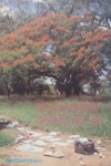 vignette